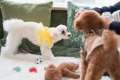 【秋田県民応援割】愛犬といっしょに🐾99glamドームテント　２食付き