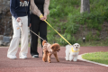 愛犬といっしょに🐾99glamドームテント　１泊２食