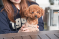 【東北在住者限定割】愛犬といっしょに🐾99glamドームテント　２食付き