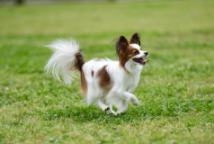 ドッグドーム【ペット同伴可】