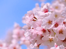 やなせ公園の桜並木へは徒歩2分。三朝川のせせらぎを聞きながら、足湯とお花見を楽しめます。