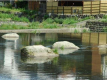 客室からも眺めることのできる「三朝川」の水面。心癒されます。