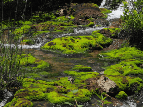 チャツボミゴケ公園