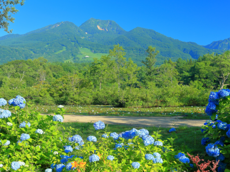 ＜新潟コシヒカリが美味しい☆朝食のみプラン＞夜は妙高山から引湯する掛け流し温泉を楽しむ