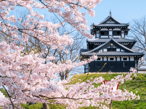 日本三大夜桜の絶景がここに！「高田城址公園観桜会」信じられないほど優雅な花見が楽しめます／朝食のみ