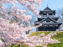 日本三大夜桜の絶景がここに！「高田城址公園観桜会」信じられないほど優雅な花見が楽しめます／朝食のみ