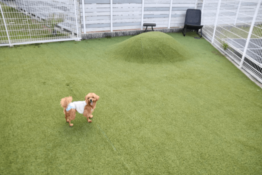 わんちゃんが思いっきり走れるドッグラン完備！わんちゃん連れのお客様はご自由にご利用いただけます。