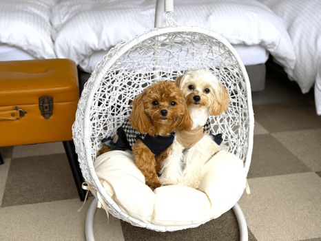 お部屋の中にはわんちゃん用ハンギングチェアをご用意させていただいております。可愛い写真スポット♪