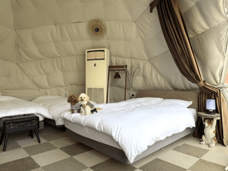 お部屋のダブルベッドのみわんちゃんと添い寝OK！必ずオムツの着用をお願いいたします。