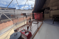 【わんちゃんと泊まれる太陽の棟】部屋内ケージ