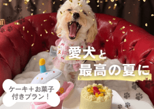 太陽の棟リニューアルを祝して特別プランを期間限定販売！
ワンちゃん用ケーキ＋お菓子付き！
お部屋のプライベートデッキではわんちゃん用のプールもご用意させていただいております。