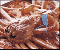 県内水揚げ「ブランドタグ付蟹」(イメージ) 県内水揚げ「ブランドタグ付蟹」(イメージ)
