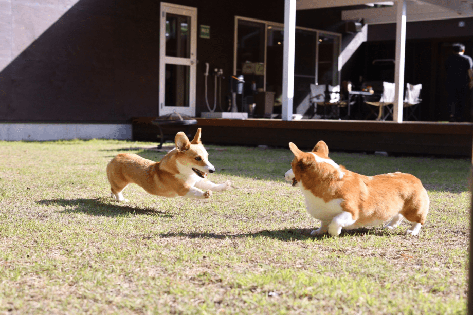 《いぬやど会員限定／10％OFF》持ち込み食材でフリー滞在を楽しむ🐾わんちゃんファーストプラン【素泊まり／選べるお食事】