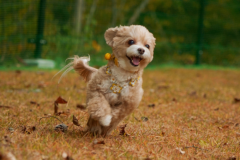 〈1日1組限定〉【アジリティ付きプレミアムコテージ】ドッグラン80㎡・2ベッド・定員4名