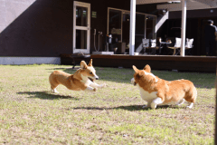 《いぬやど会員限定／10％OFF》持ち込み食材でフリー滞在を楽しむ🐾わんちゃんファーストプラン【素泊まり／選べるお食事】