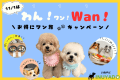 ＼わん！ワン！Wan！／でお得にワン旅🐶いぬやど限定！11％OFF＆愛犬と一緒に楽しめるクルーザー体験付き《素泊まり / 選べるお食事》