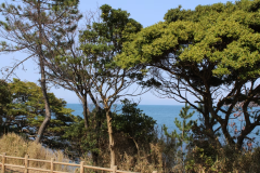 つばき１３景観