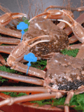 【Uses 1 live Snow crab】Crab Full Course　All Rooms Ocean View
