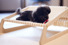 【わんちゃんと一緒♪別棟WANの音】【さざ波ファスティングプラン】2泊3日☆波の音を聞きながら心穏やかに初めてのファスティング体験＾＾