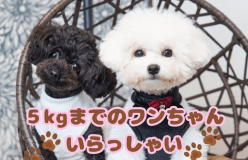 5㎏までのワンちゃんいらっしゃい