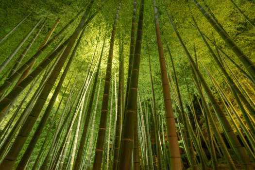 Bed and TOFU Breakfast Package