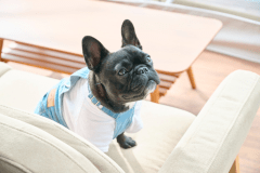 【ペット可】7mドームテントA【シングルベッド2台+エキストラベッド2台】