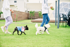 【ペット可】7mドームテントA【シングルベッド2台+エキストラベッド2台】