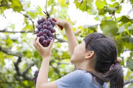 【夏トク⭐️第3弾】🍇季節の実りと星空の夜🍇ぶどう狩り体験チケット付き～フォレストヴィラメタセコイヤ～＜素泊まり・選べるお食事＞