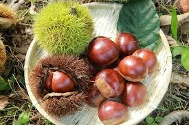 【秋の収穫旅🍂第2弾】🌰🍁 栗拾いと紅葉メタセコイア グランピングステイ~フォレストヴィラメタセコイヤ~ 【秋の収穫旅🍂第2弾】🌰🍁 栗拾いと紅葉メタセコイア グランピングステイ~フォレストヴィラメタセコイヤ~