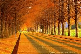 【秋の収穫旅🍂第2弾】🌰🍁 栗拾いと紅葉メタセコイア グランピングステイ～フォレストヴィラメタセコイヤ～