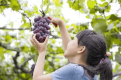 【夏トク⭐️第2弾】🍇ぶどう狩り＆グランピング🍇＜素泊まり・選べるお食事＞