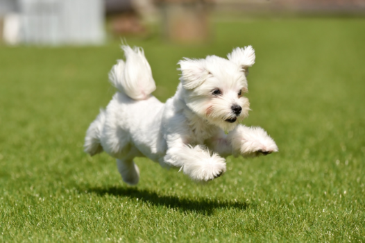 【愛犬同伴可・展望台付き】「ドッグスイート」4ベッド・定員4名・客室温泉付き