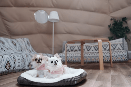 【愛犬と泊まれるプレミアムドーム6m】大切なわんちゃんとゆったり過ごせる専用テントです。