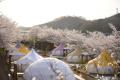 【グランピング】［施設イメージ］ 桜のアウトドアが楽しみたいなら、3月下旬～4月上旬がおすすめ。