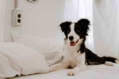 アズマ1号（わんちゃん同伴可）