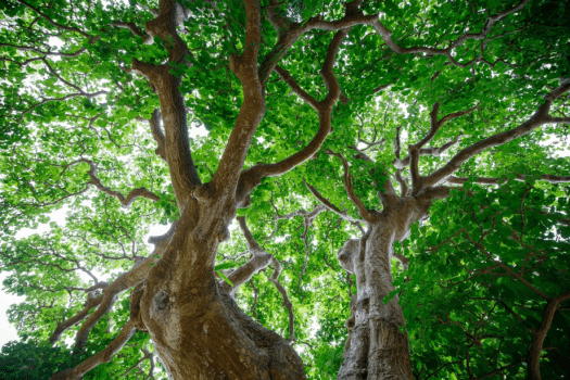 【周辺観光】宿がある於斉（おさい）集落の風景