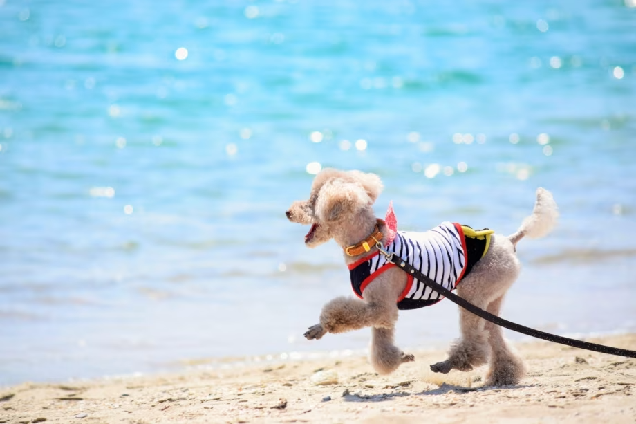 【Summer Dog × Vacation】～選べるディナー＆朝食～【愛犬と過ごす夏の休日】