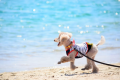 【Summer Dog × Vacation】～選べるディナー＆朝食～【愛犬と過ごす夏の休日】