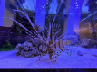 ☆★泊まれる水族館★☆【選べる朝食付】大型水槽のあるお部屋●キングベッド●デラックスプラン
