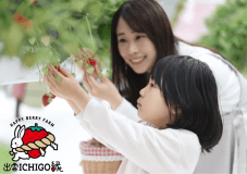 出雲ichigo縁でのいちご狩り体験プラン☆カップルや家族、グループ利用でもおすすめ☆彡