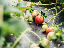いちご狩り いちご狩り