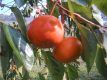 [Standard] Fruit picking plan at the local farm. Seasonal breakfast included