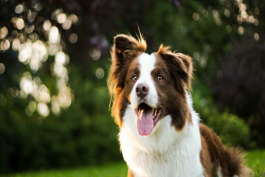 ≪いぬやど会員様限定10％OFF≫【素泊り】＜dog friendly＞九十九里の自然で愛犬と過ごすリゾート旅～黒湯の天然温泉に癒される至福のひとときを～
