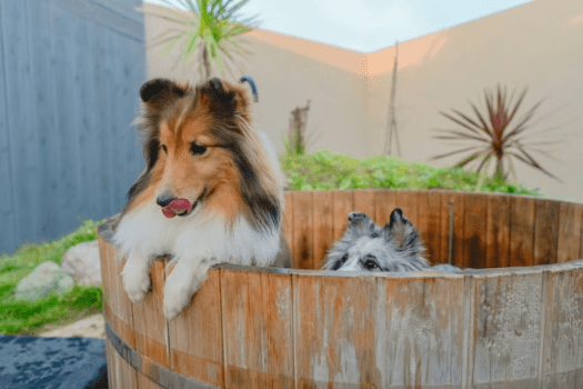 ◆早得60◆早めの予約でお得に過ごす&rdquo;愛犬旅&rdquo;～温泉・ドッグラン・グルメなど、愛犬と思う存分楽しむプライベートヴィラステイ～【選べるお食事／夕食付きプラン】