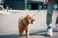 【カップル向け・愛犬可】グランピングヴィラ（プライベート薪テントサウナ＆水風呂・BBQ器材付き）