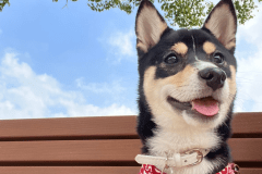 かわいい家族といつでも一緒