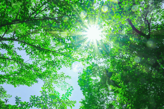 【直前割20%OFF】予定が空いたらお得にグランピング♪ご当地食材を味わうBBQと大自然を肌で感じるお手軽・贅沢プラン◆～気ままに自由な旅を～【1泊2食付き】