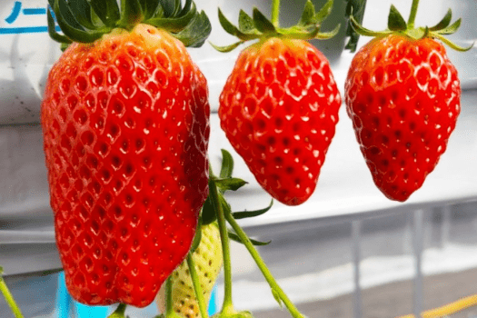 当館で育てた甘～い温泉いちご！