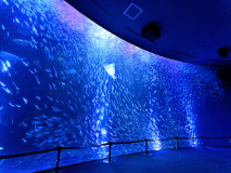 海の仲間に会いに行こう！  画像提供：名古屋港水族館