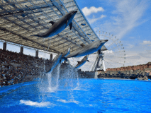 海の仲間に会いに行こう！  画像提供：名古屋港水族館